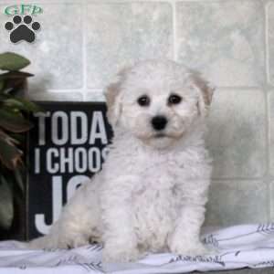 Whitney, Bichon Frise Puppy