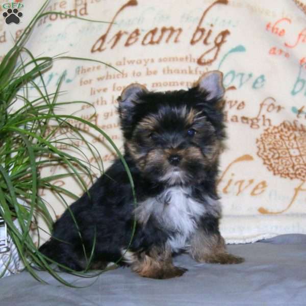 Will, Yorkie Puppy
