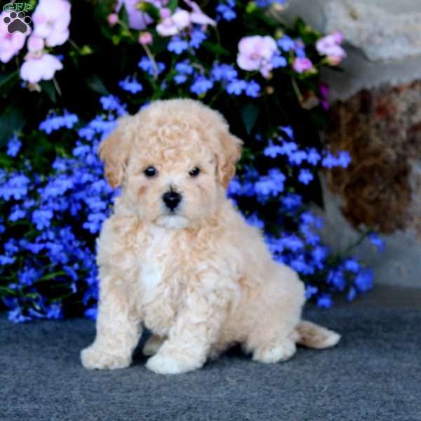 Will, Bich-Poo Puppy