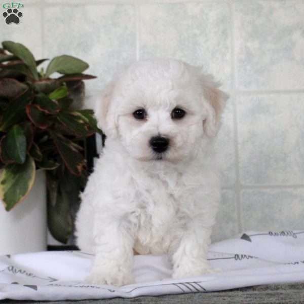 William, Bichon Frise Puppy
