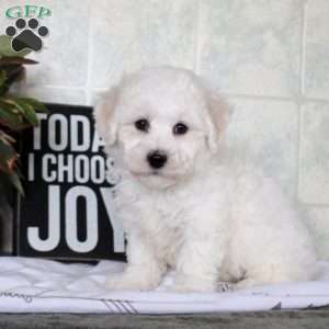 William, Bichon Frise Puppy