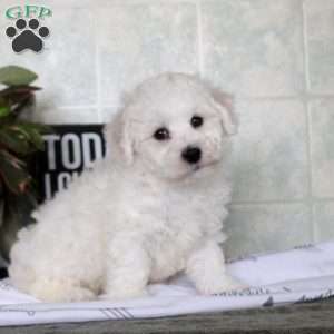 William, Bichon Frise Puppy