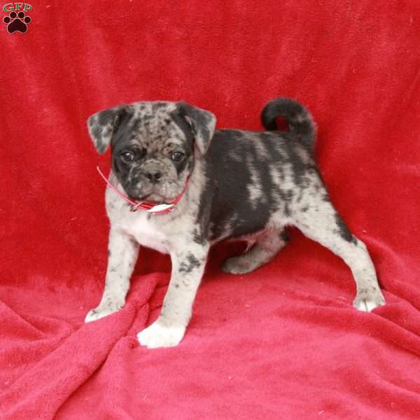 Willie, Pug Puppy