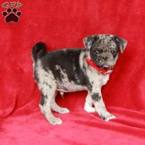Willie, Pug Puppy