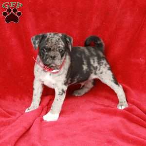 Willie, Pug Puppy