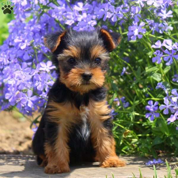 Willow, Yorkie Puppy