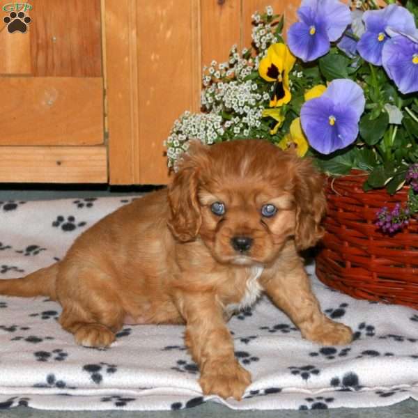 Willow, Cavalier King Charles Spaniel Puppy