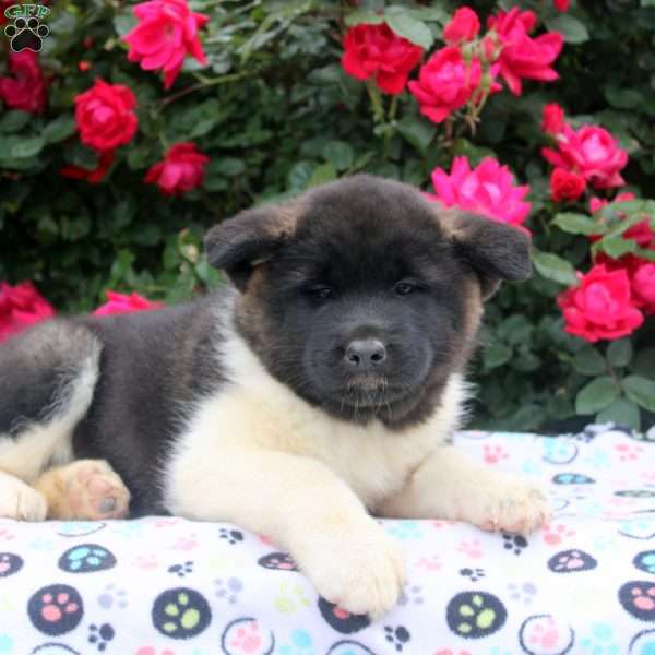 Willow, Akita Puppy