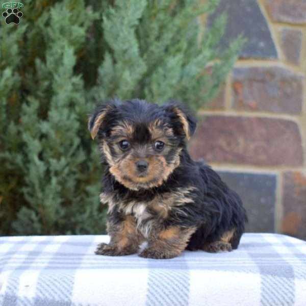 Willow, Yorkie Puppy