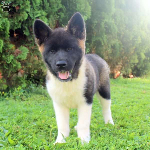 Willow, Akita Puppy