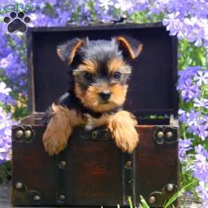 Willow, Yorkie Puppy