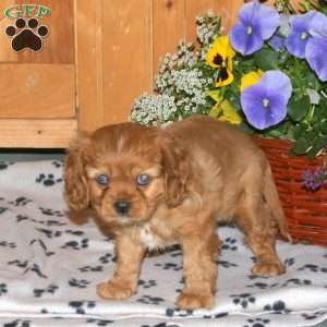 Willow, Cavalier King Charles Spaniel Puppy