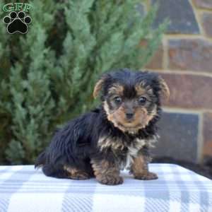 Willow, Yorkie Puppy