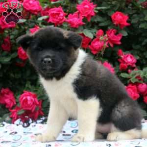 Willow, Akita Puppy