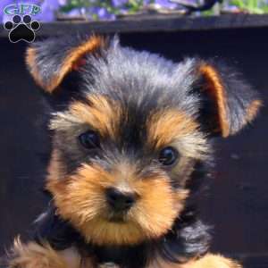 Willow, Yorkie Puppy