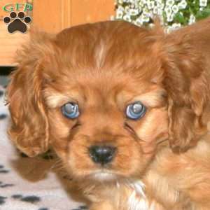 Willow, Cavalier King Charles Spaniel Puppy