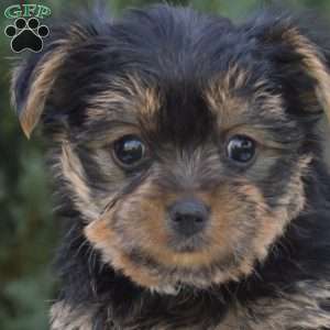 Willow, Yorkie Puppy