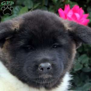 Willow, Akita Puppy