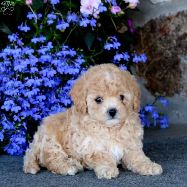 Willow, Bich-Poo Puppy