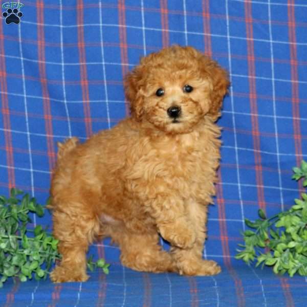 Willow, Miniature Poodle Puppy