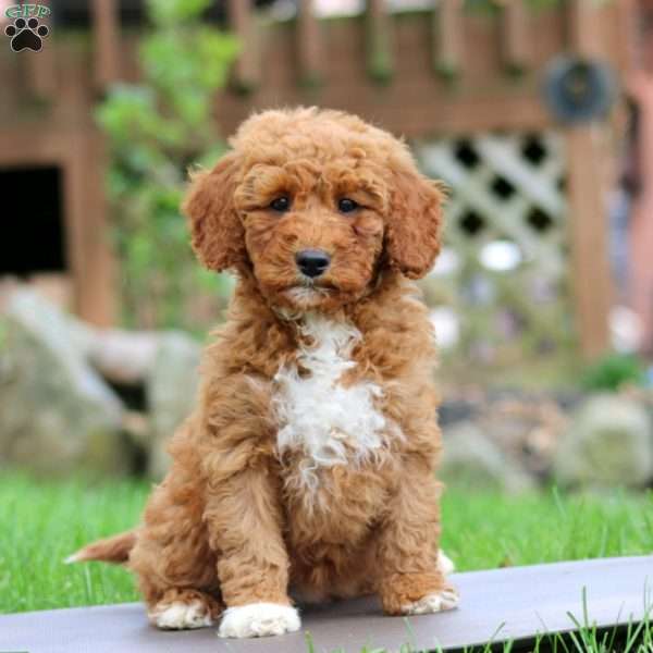 Willow, Mini Goldendoodle Puppy