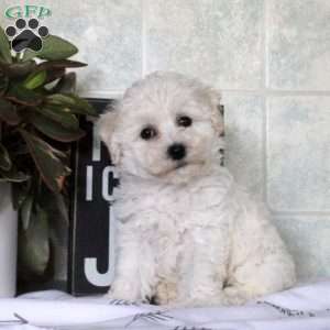 Willow, Bichon Frise Puppy