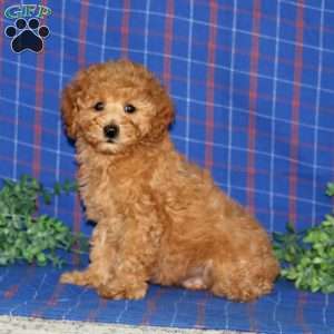 Willow, Miniature Poodle Puppy