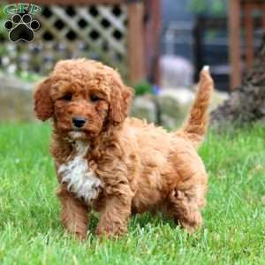 Willow, Mini Goldendoodle Puppy