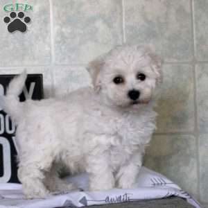 Willow, Bichon Frise Puppy