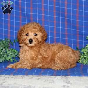 Willow, Miniature Poodle Puppy