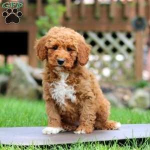Willow, Mini Goldendoodle Puppy