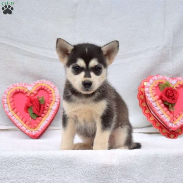 Willy, Pomsky Puppy