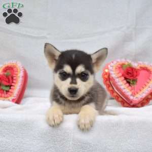 Willy, Pomsky Puppy