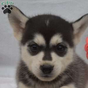 Willy, Pomsky Puppy