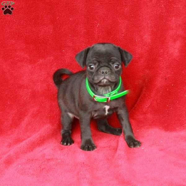 Winnie, Pug Puppy