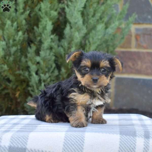 Winnie, Yorkie Puppy