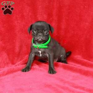 Winnie, Pug Puppy