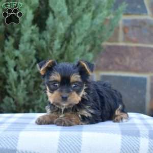 Winnie, Yorkie Puppy