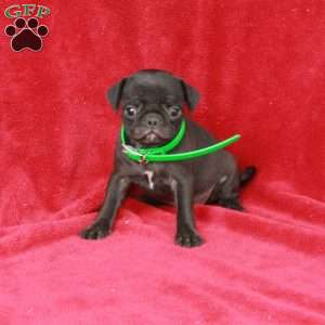 Winnie, Pug Puppy