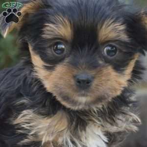 Winnie, Yorkie Puppy