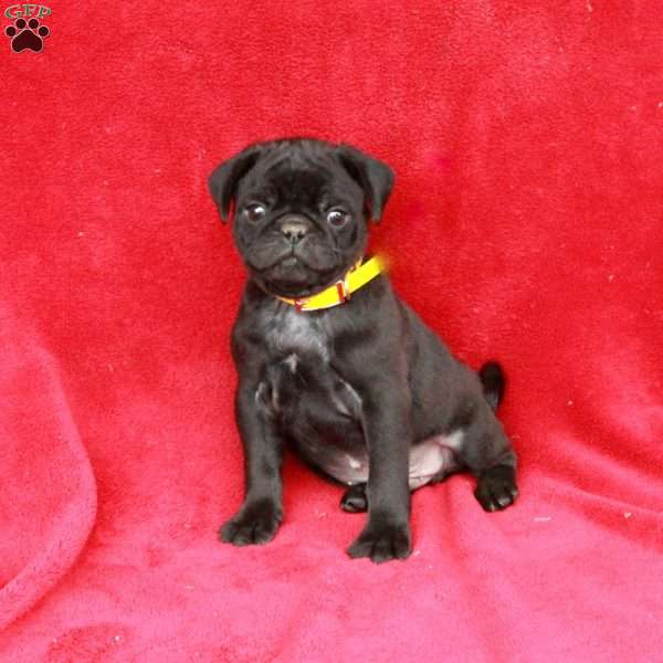 Winston, Pug Puppy