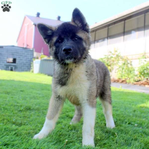 Winston, Akita Puppy