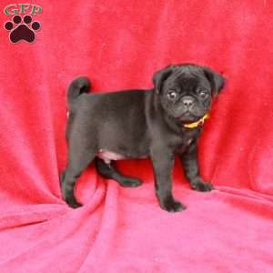 Winston, Pug Puppy