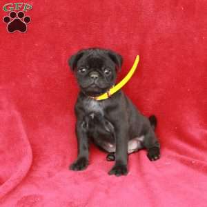 Winston, Pug Puppy