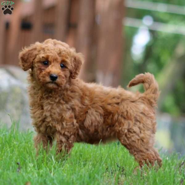Wonder, Mini Goldendoodle Puppy