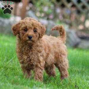 Wonder, Mini Goldendoodle Puppy