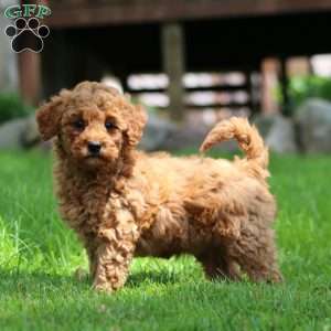 Wonder, Mini Goldendoodle Puppy
