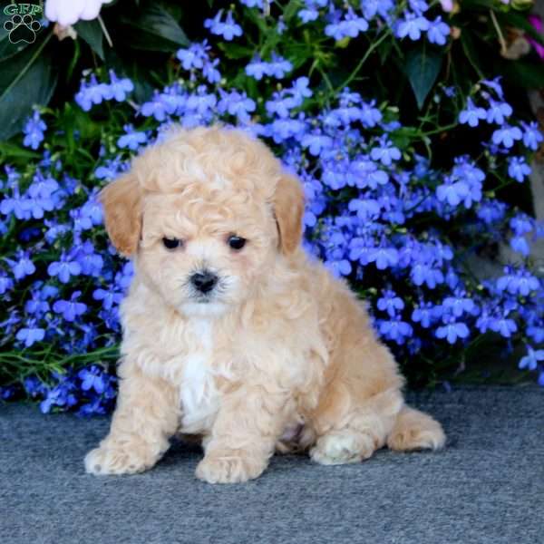 Wonder, Bich-Poo Puppy