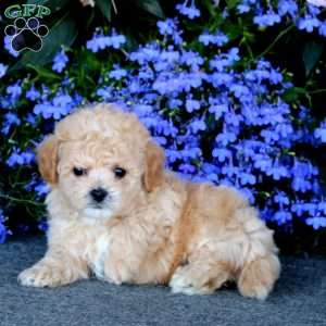 Wonder, Bich-Poo Puppy