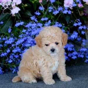 Wonder, Bich-Poo Puppy
